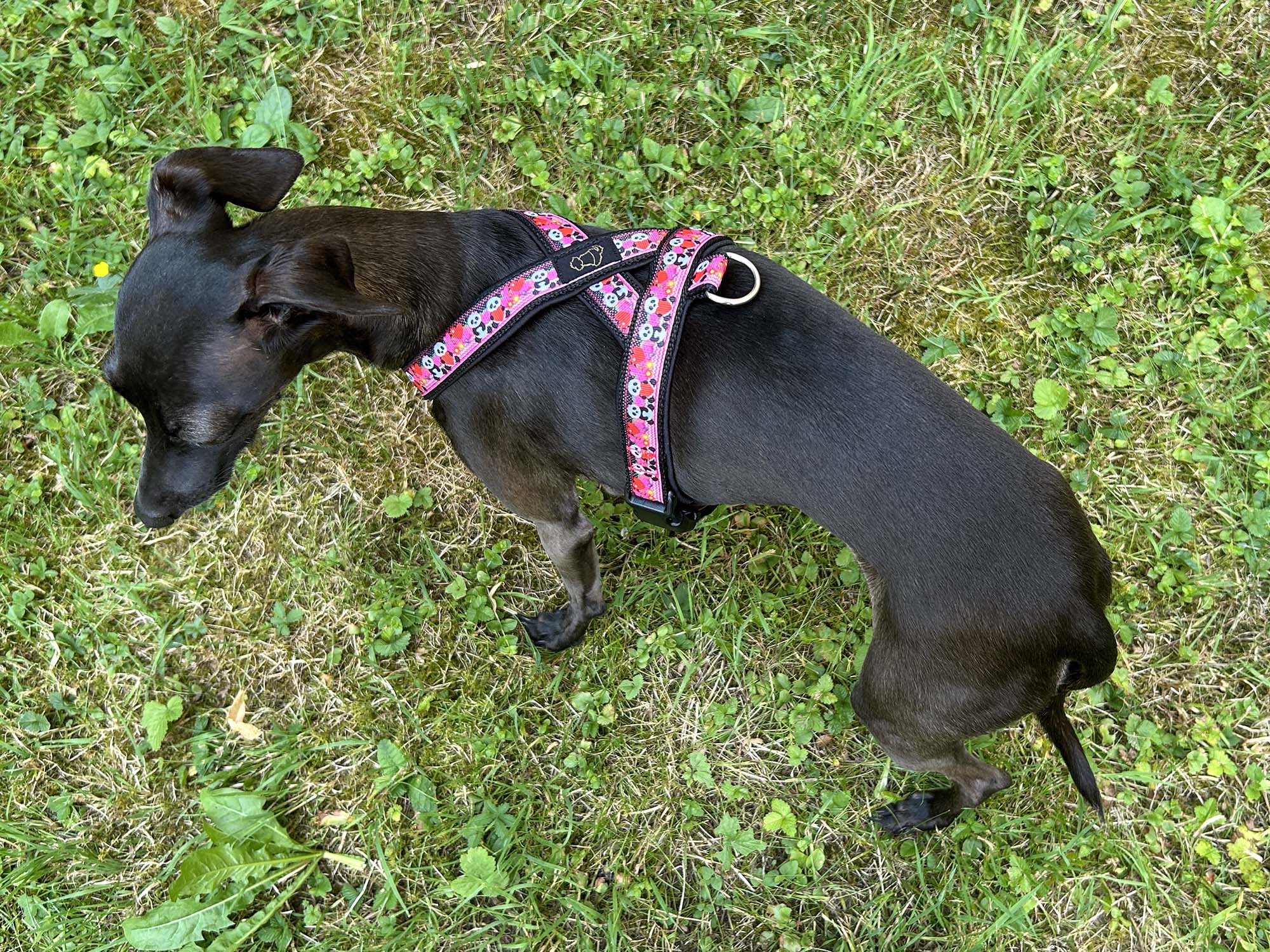 Nikki harness 4
