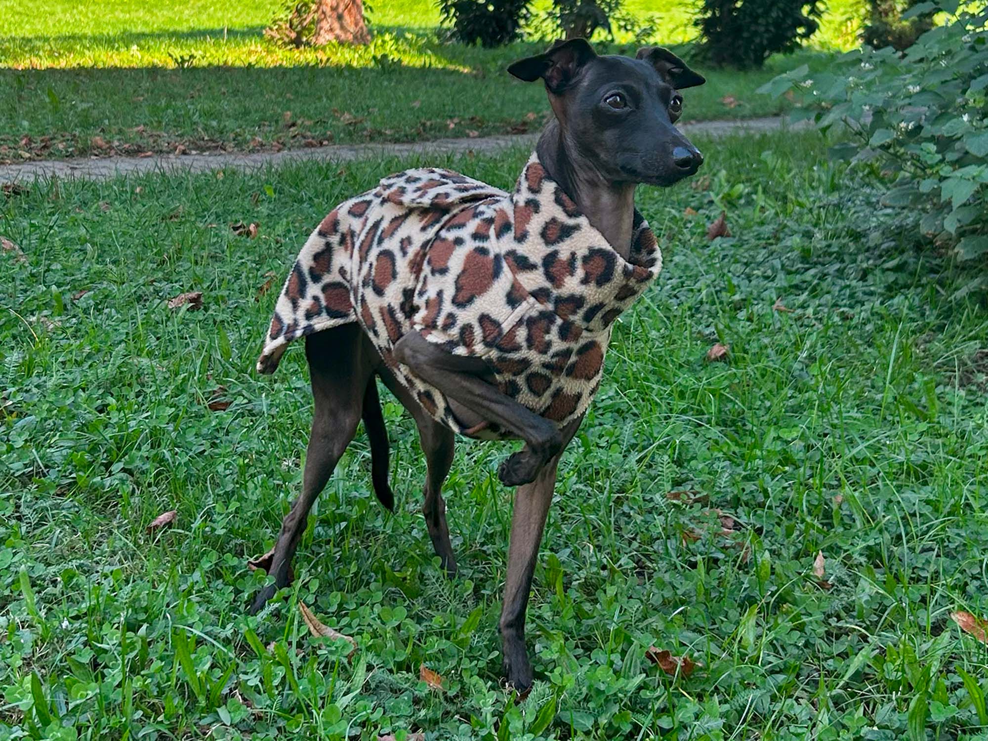 Italian Greyhound Fleece Coat