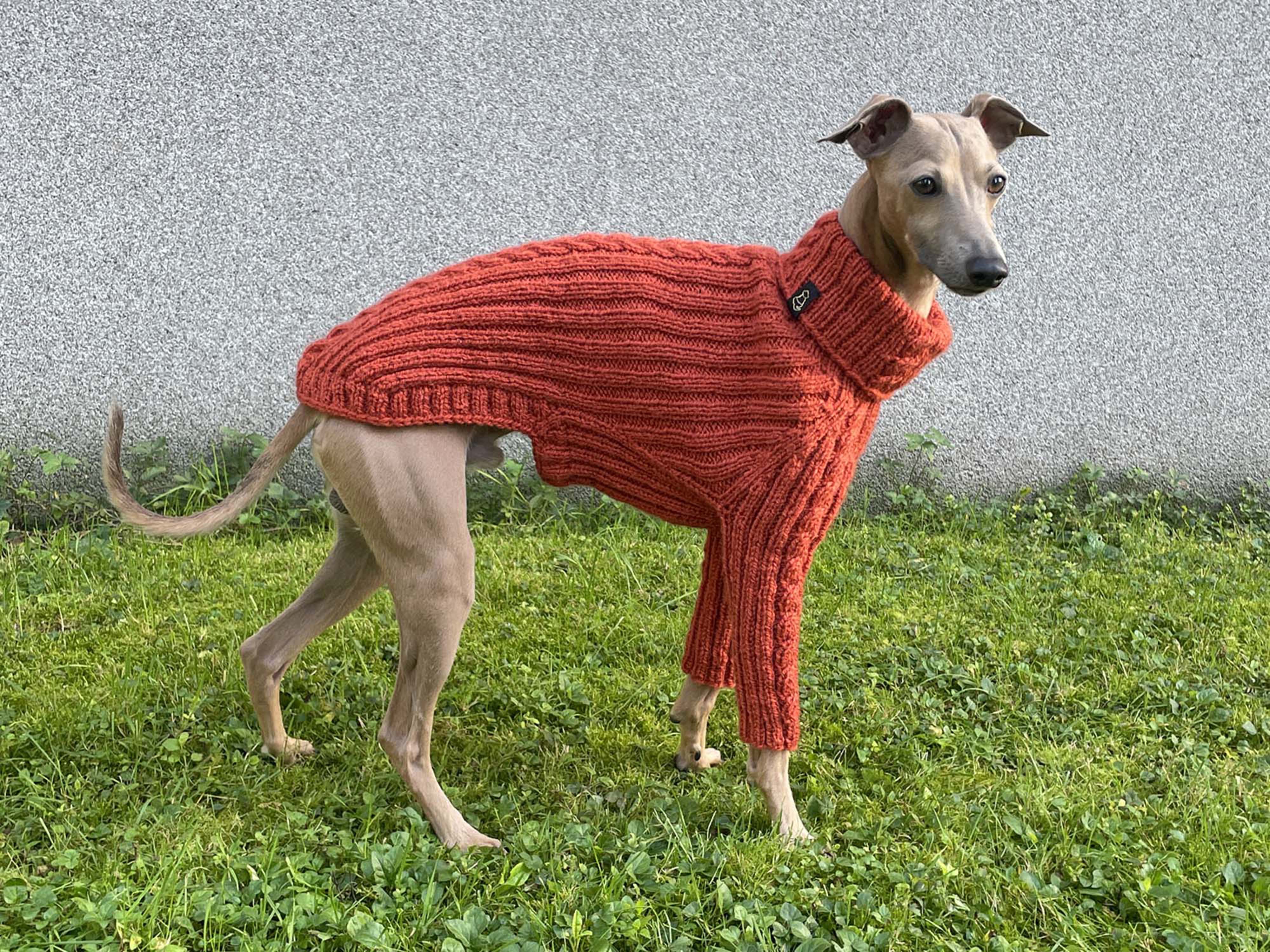 IN STOCK / Italian Greyhound Cable Sweater