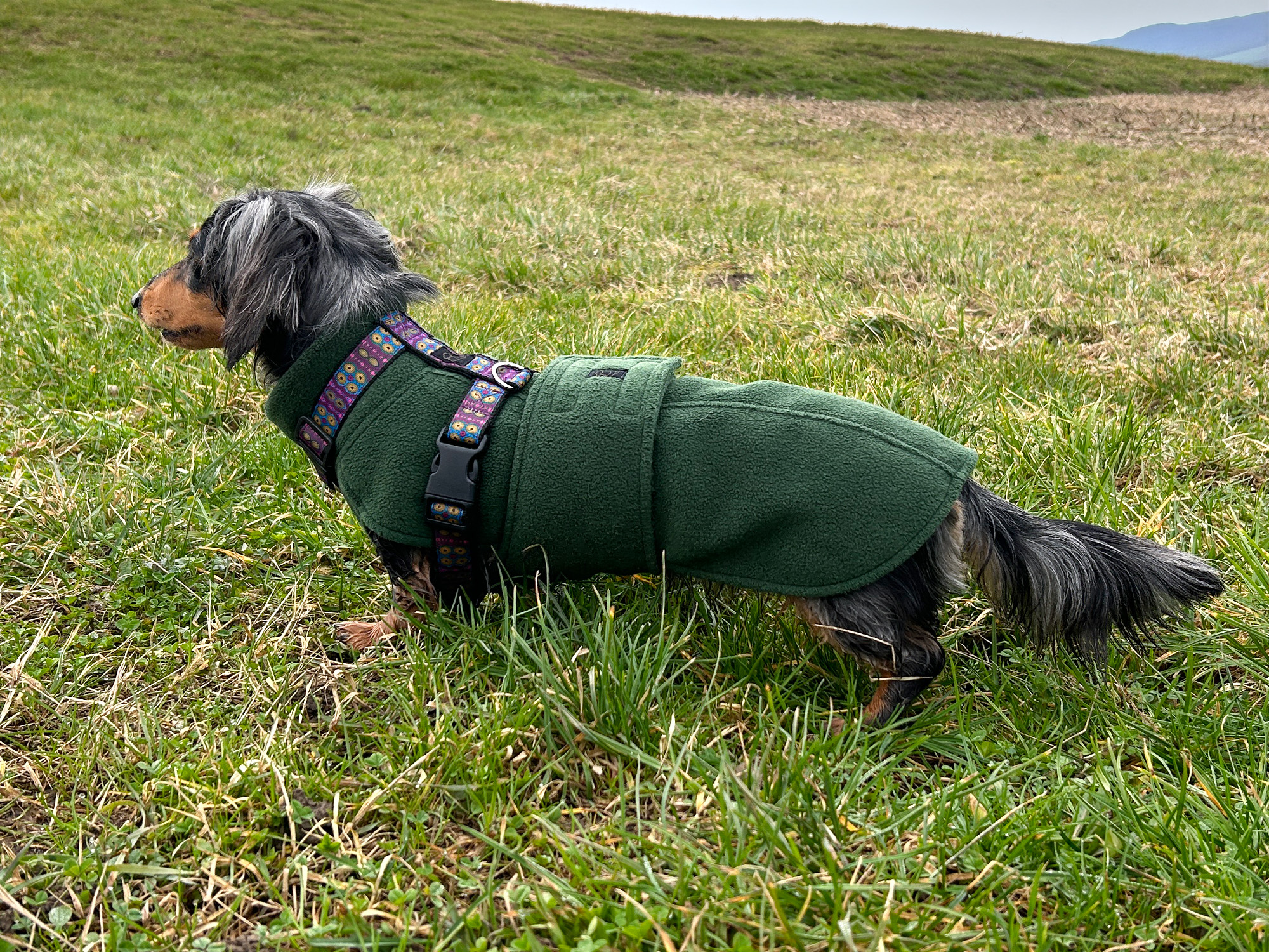 Dachshund Fleece Coat