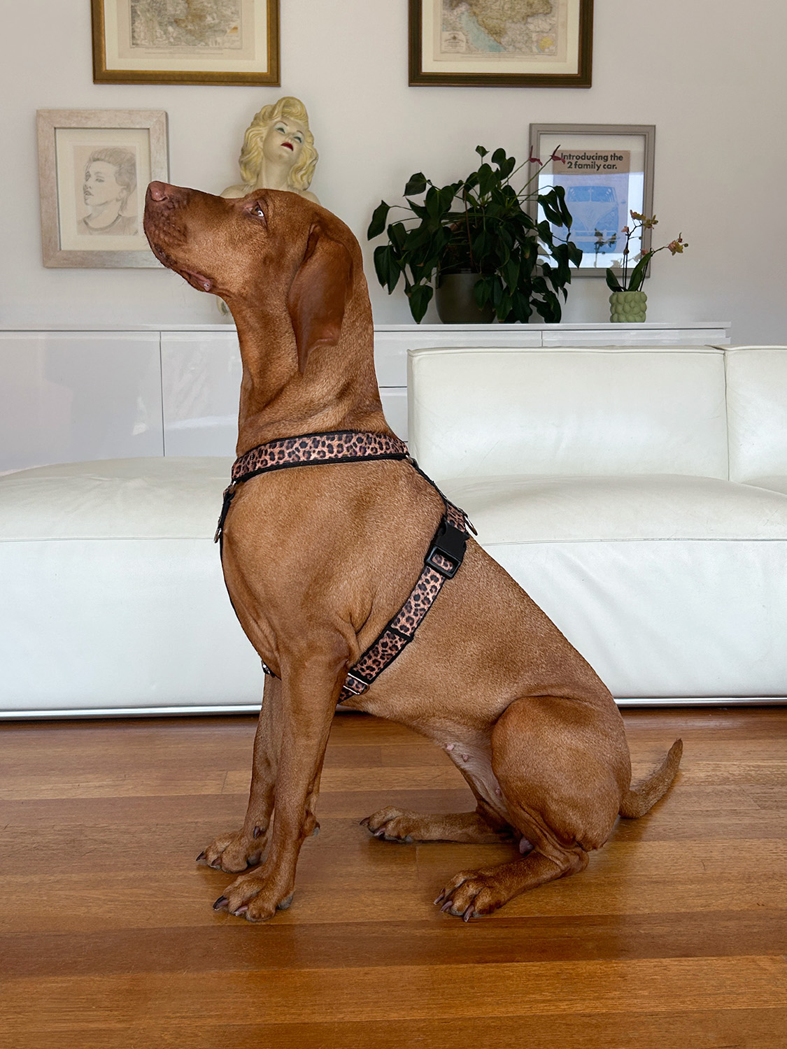 Large Dog Harness