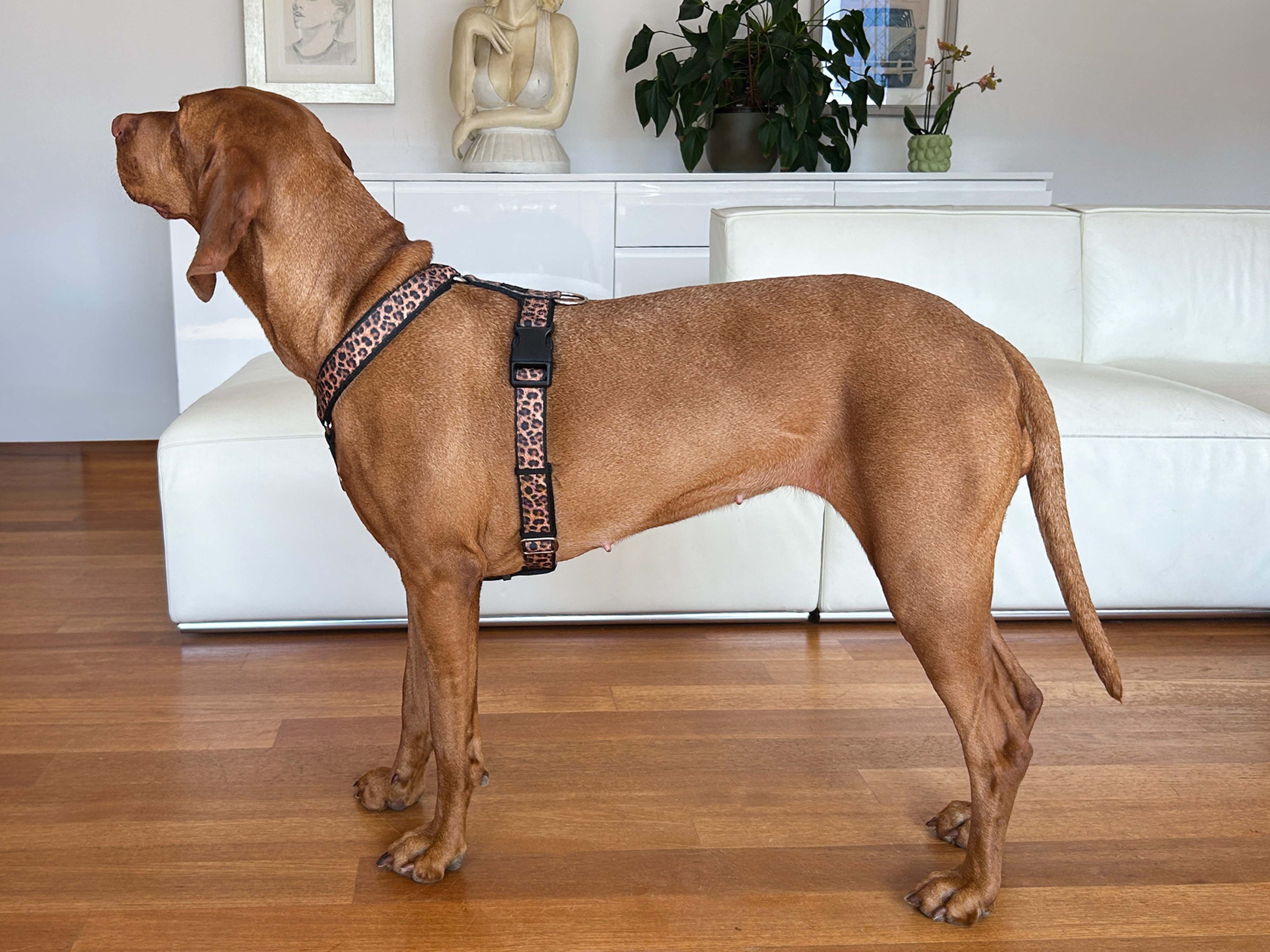 Large Dog Harness