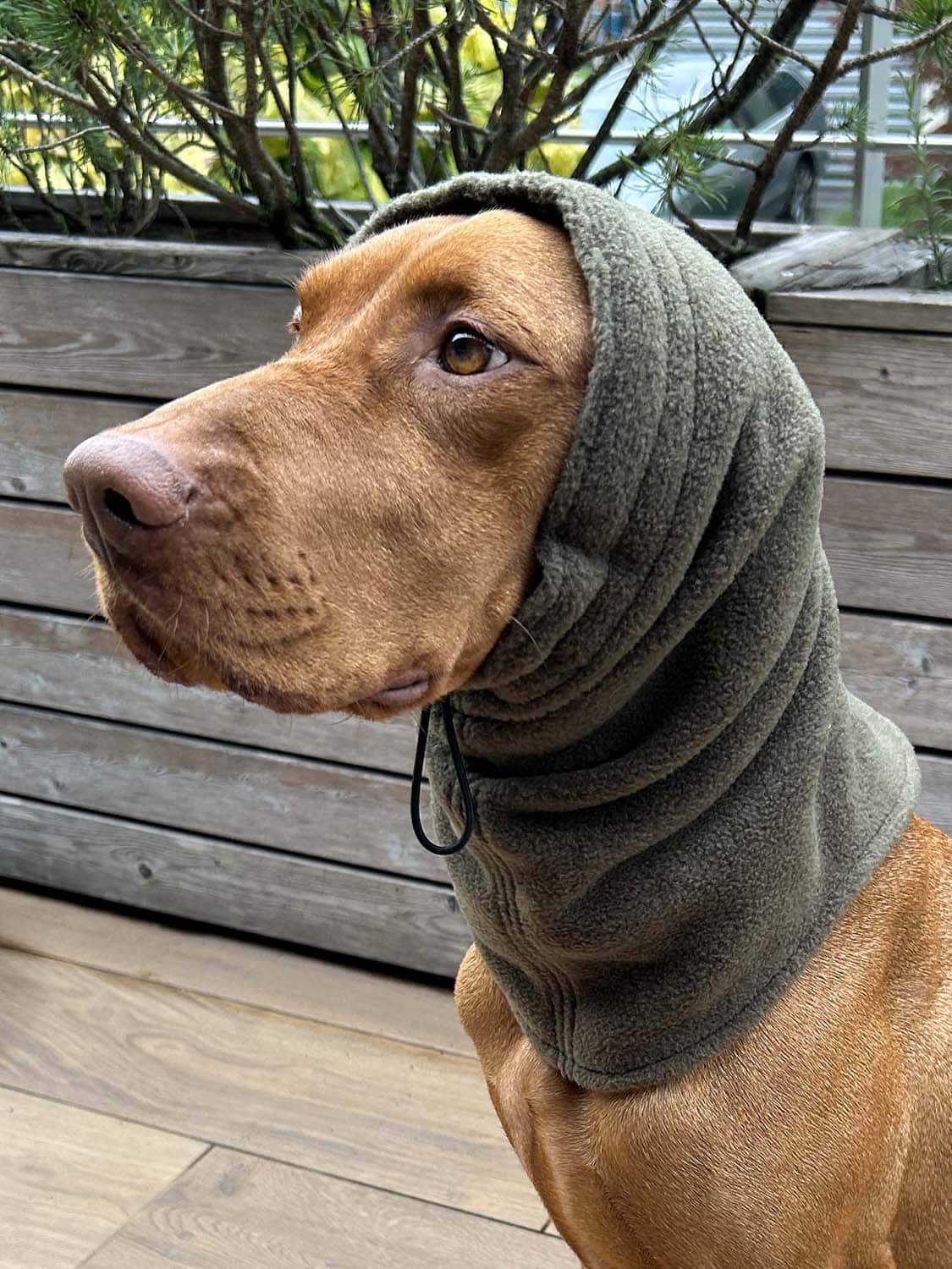 Dog Snood