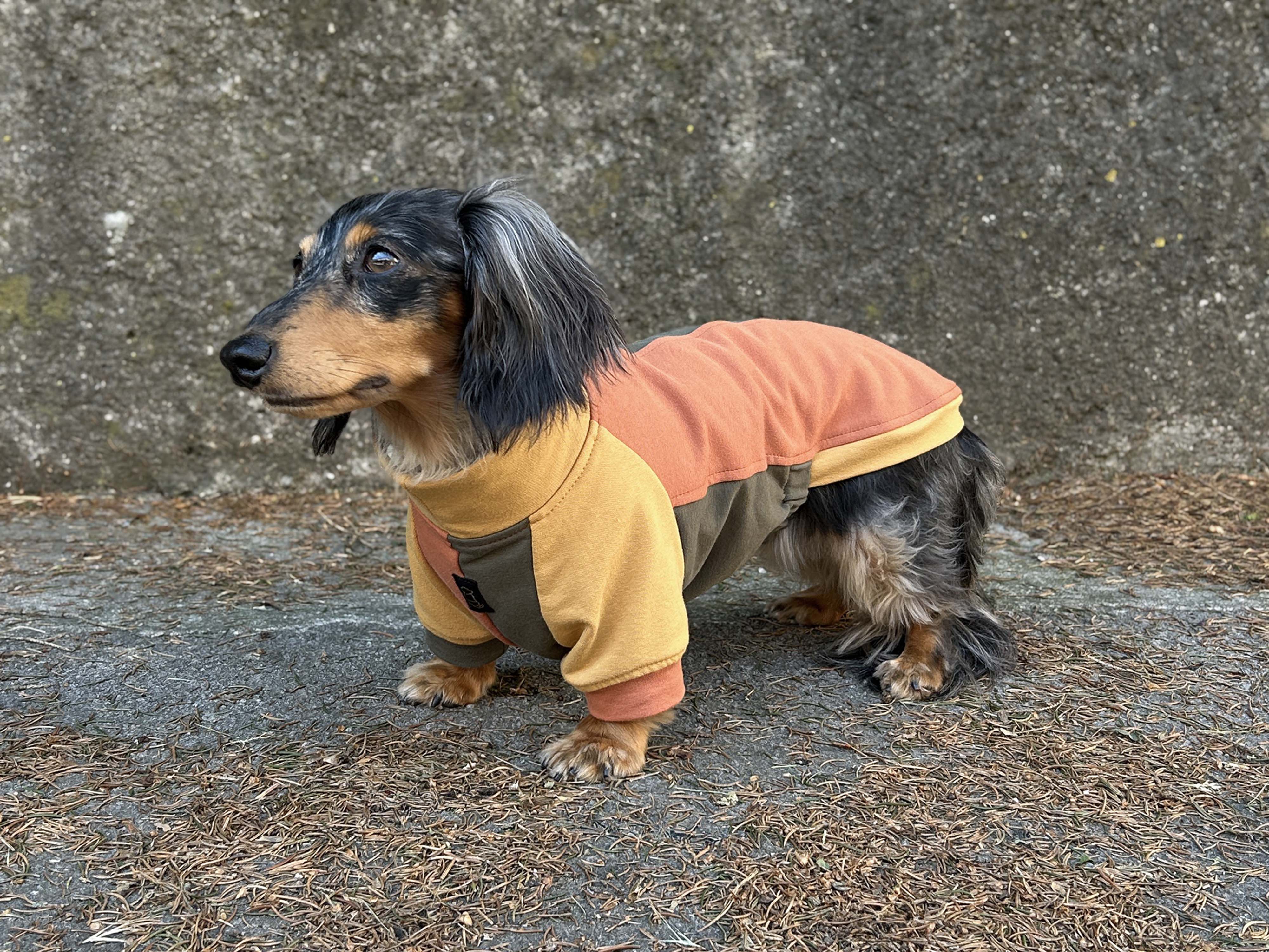 Colorful T-Shirt for Dachshund