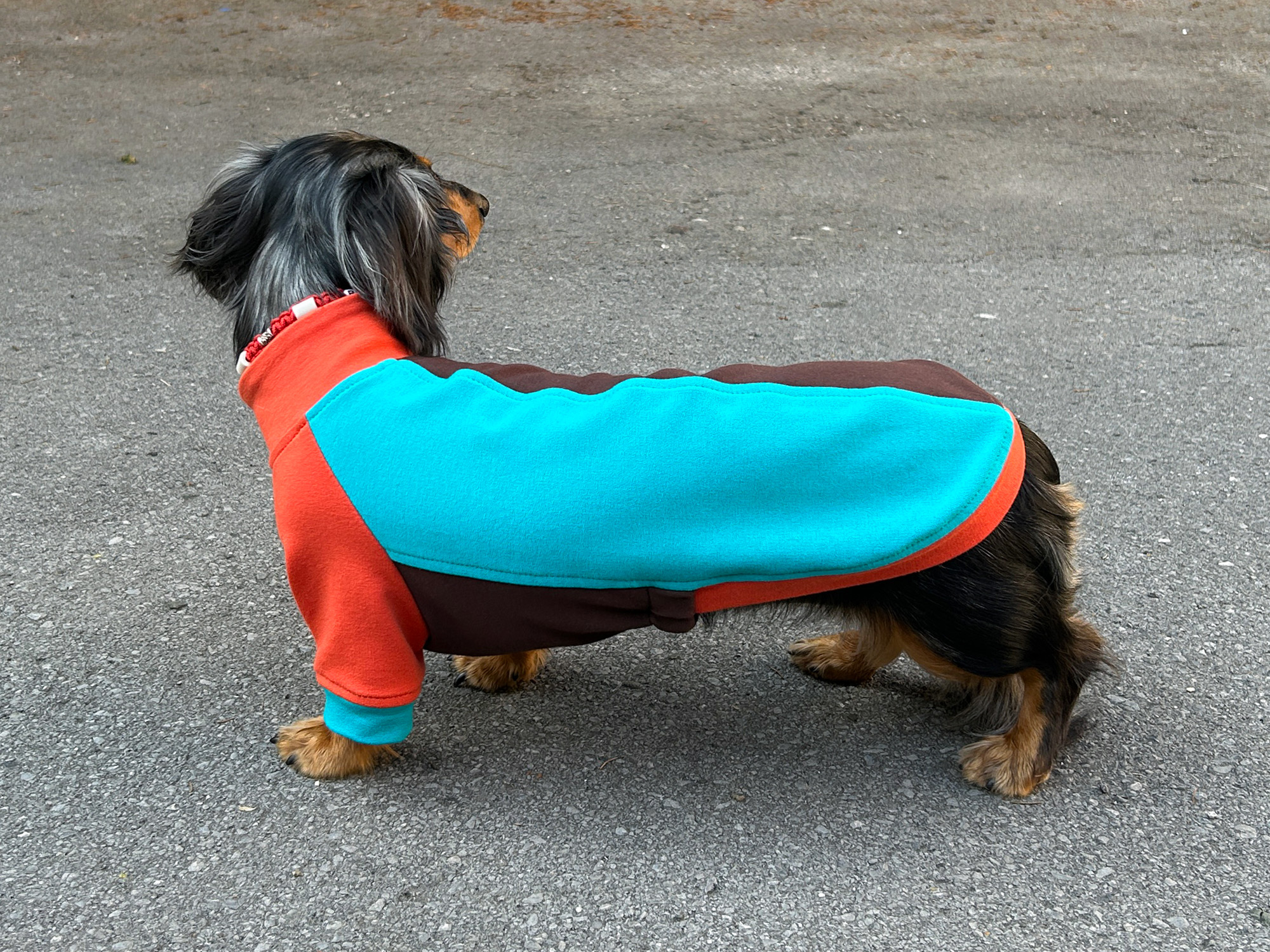 Colorful T-Shirt for Dachshund