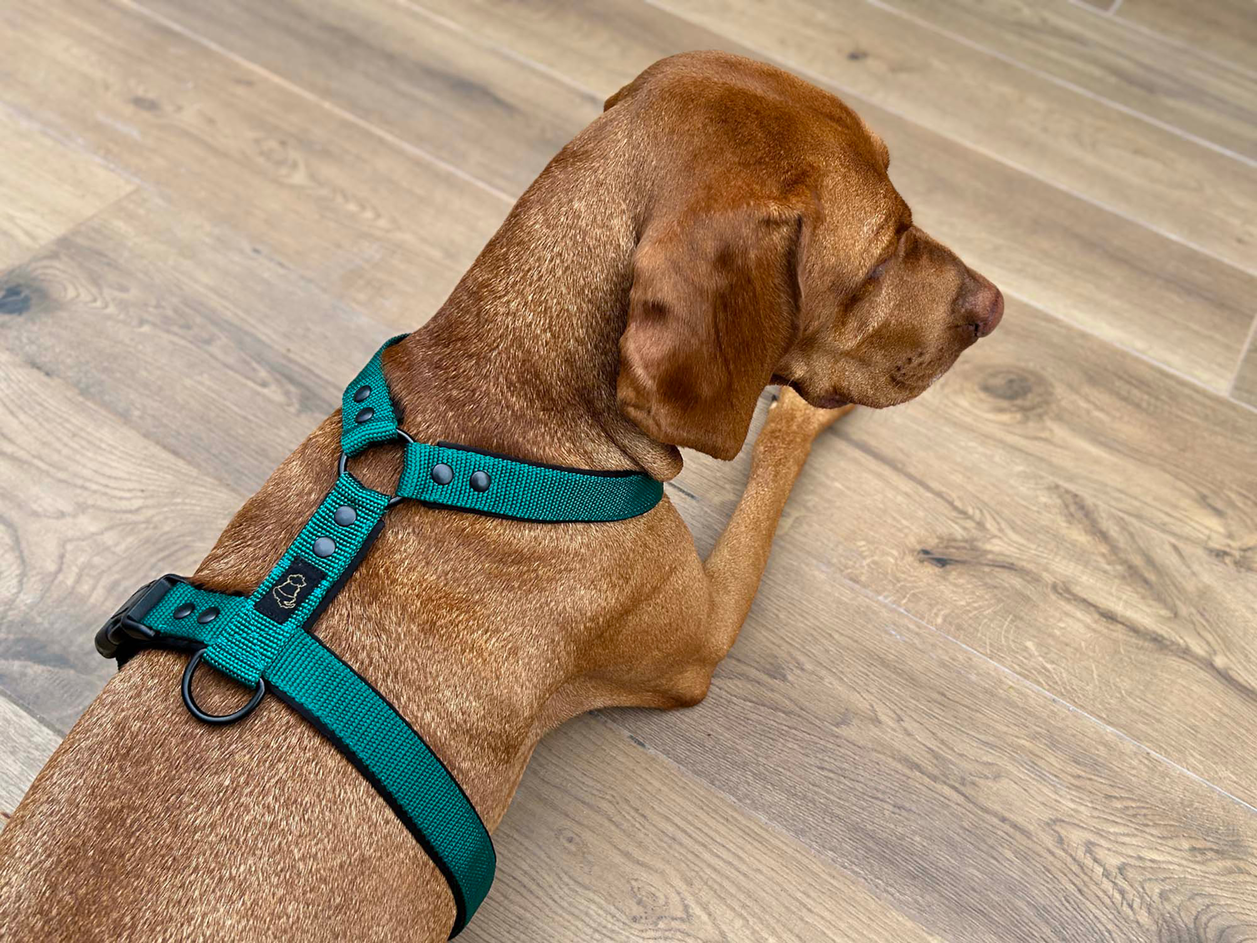 Large Dog Unicolor Harness