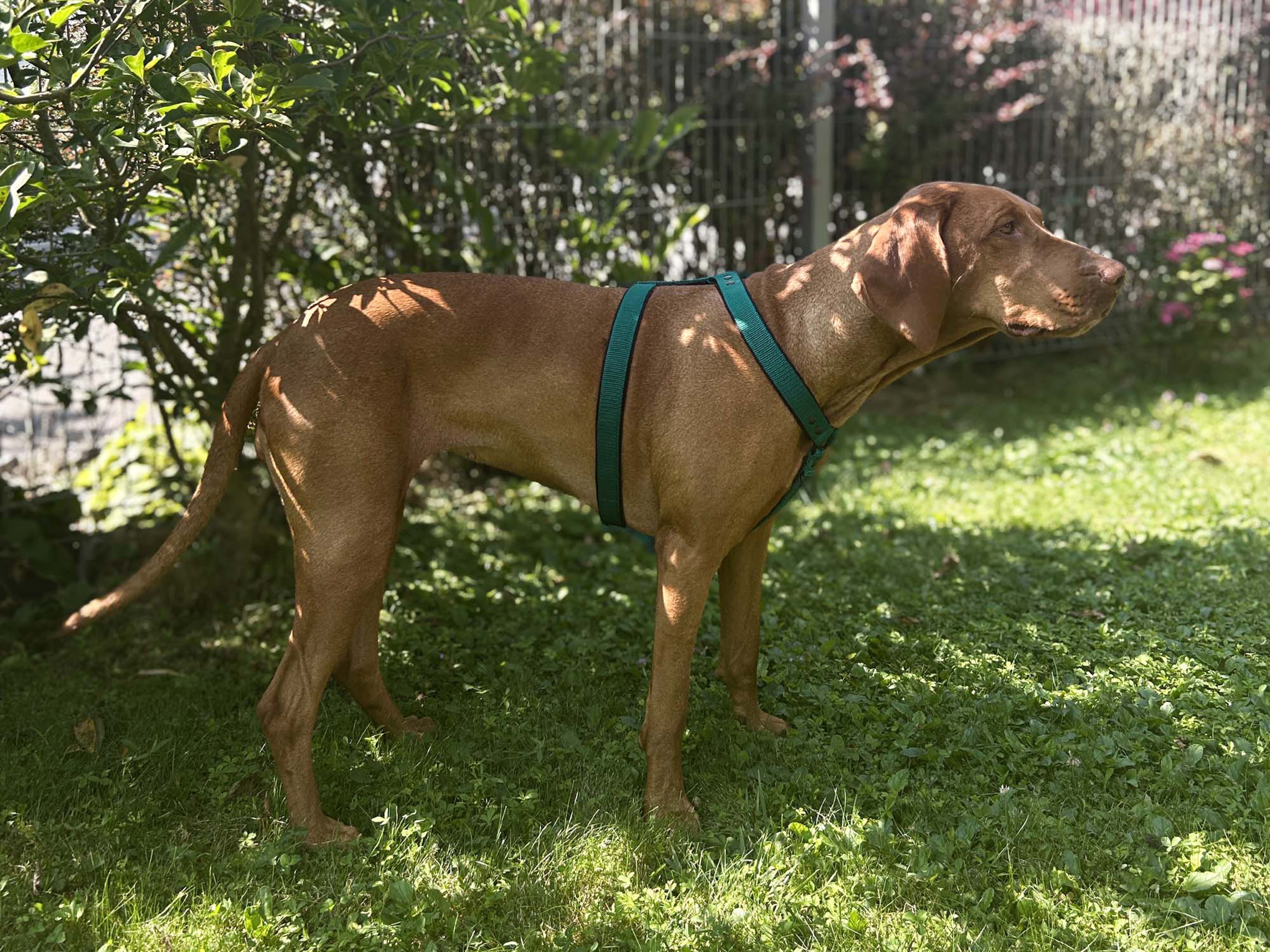 Large Dog Unicolor Harness