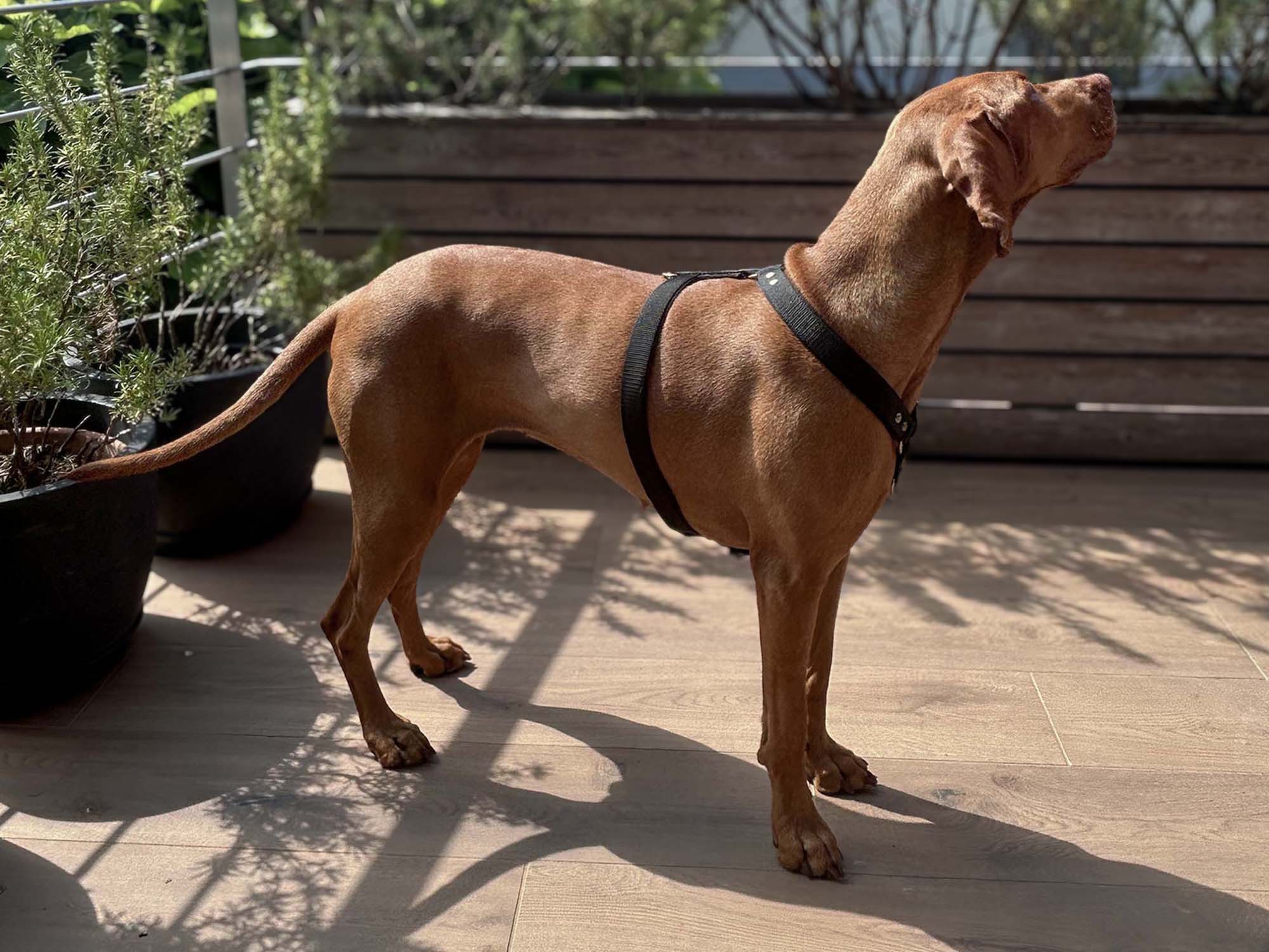 Large Dog Unicolor Harness
