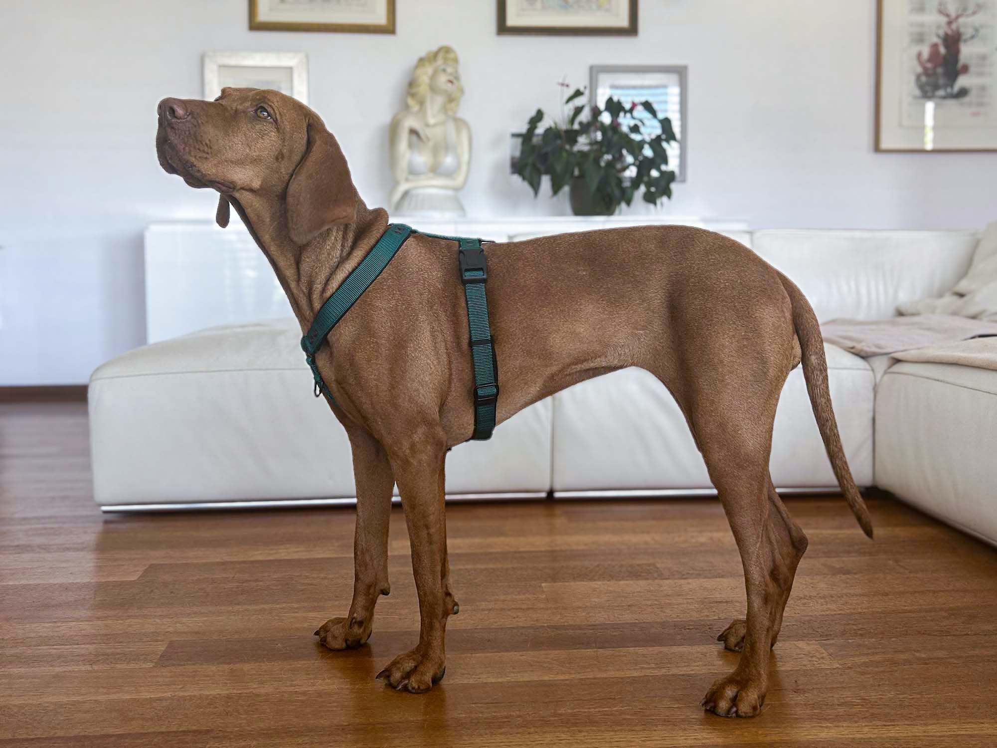 Hanka Harness Unicolor_12
