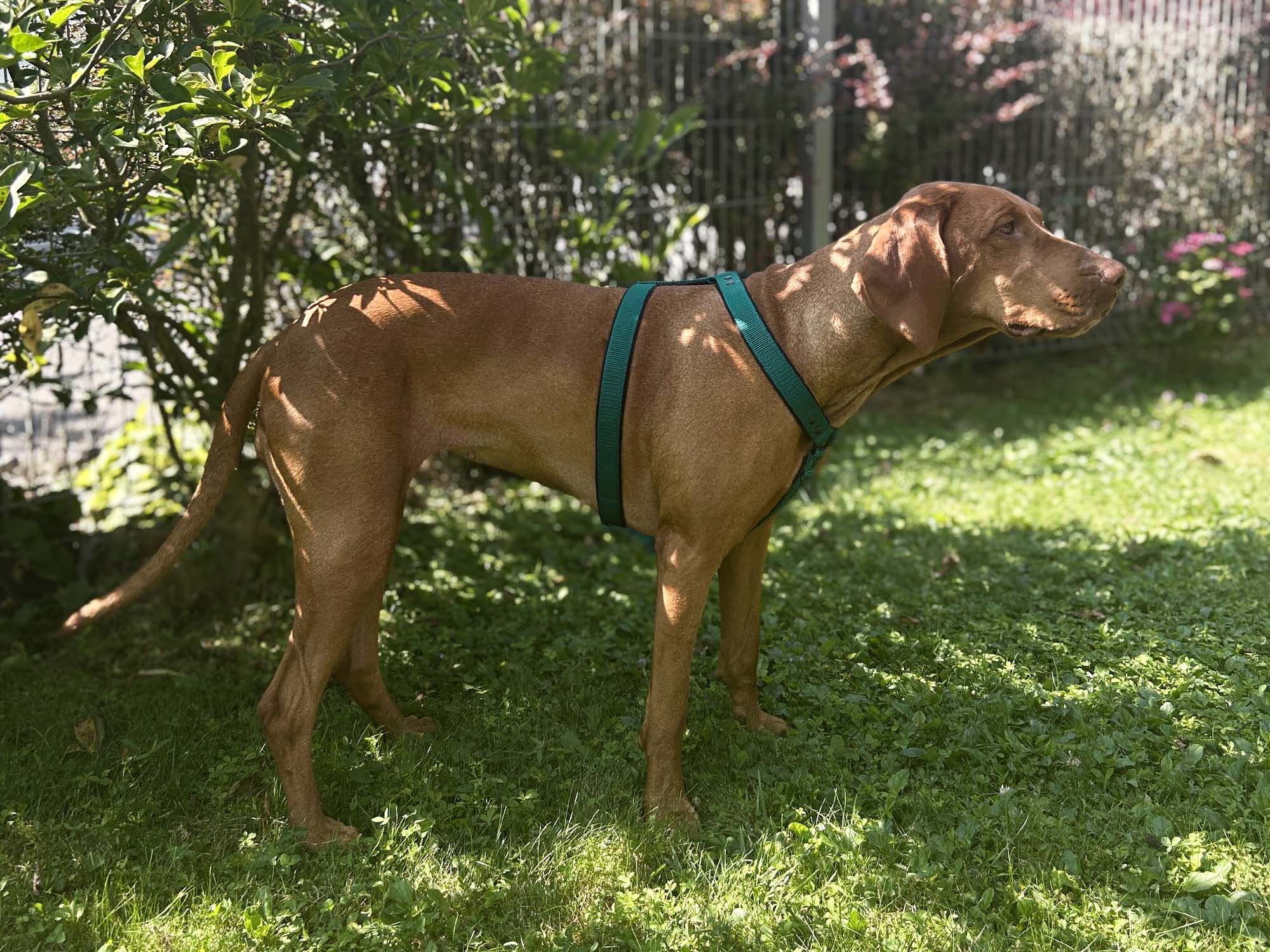 Large Dog Unicolor Harness
