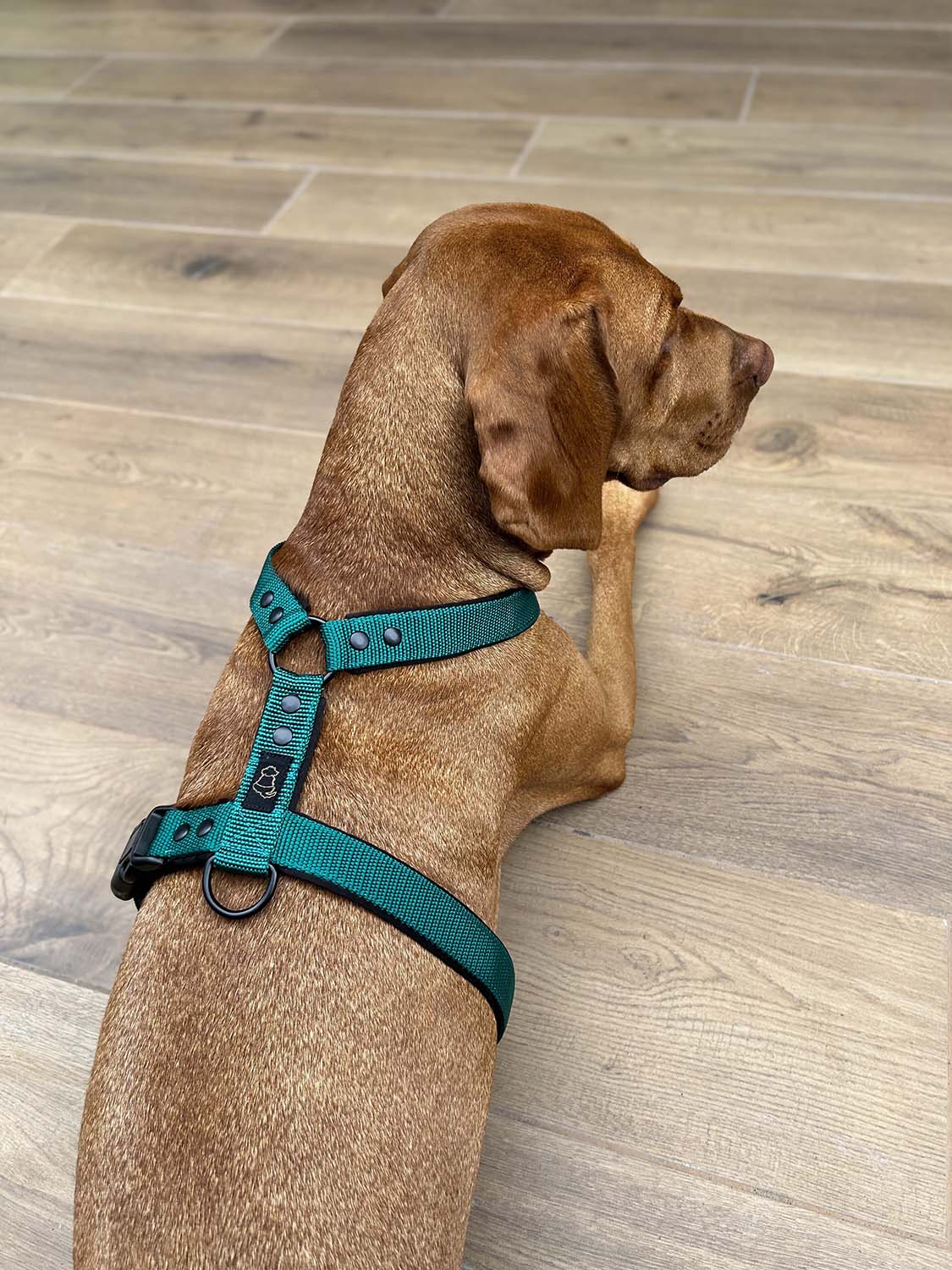 Hanka Harness Unicolor_15