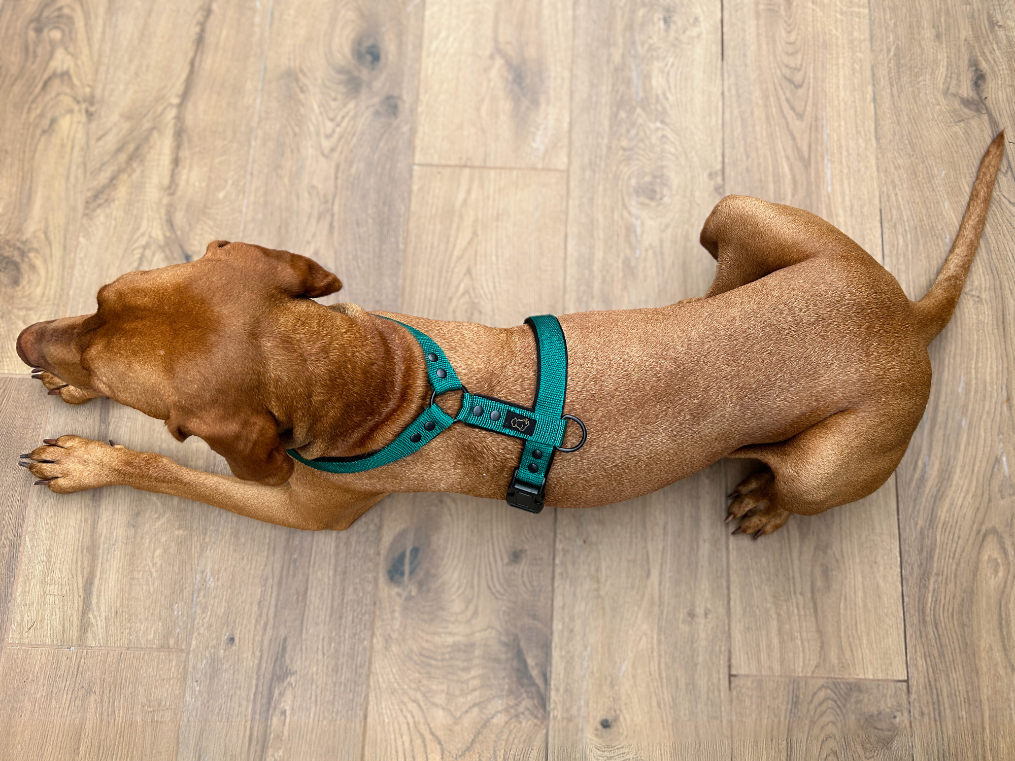 Hanka Harness Unicolor_18