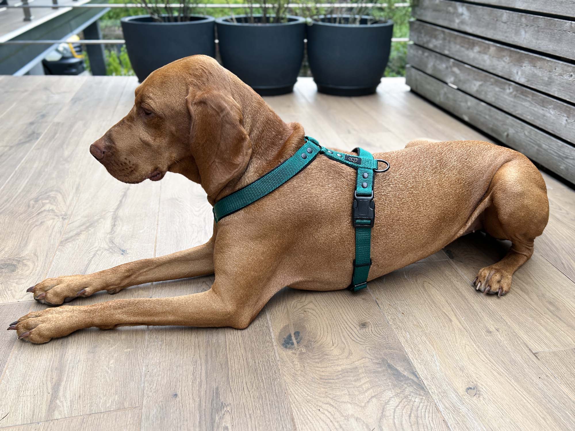 Hanka Harness Unicolor_20