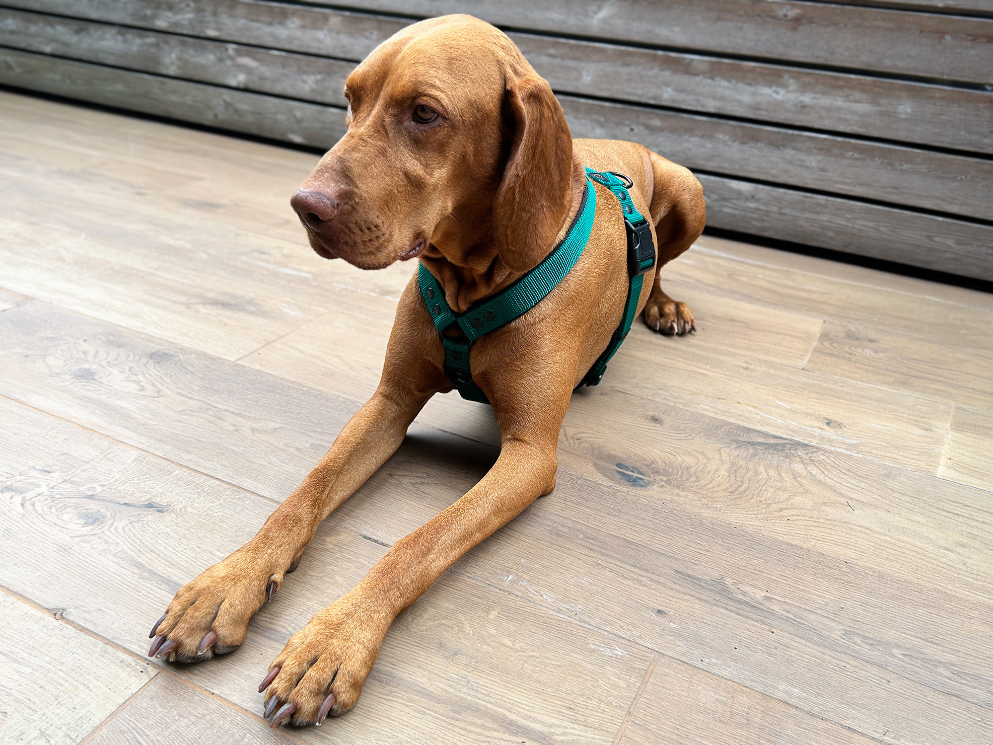 Hanka Harness Unicolor_21