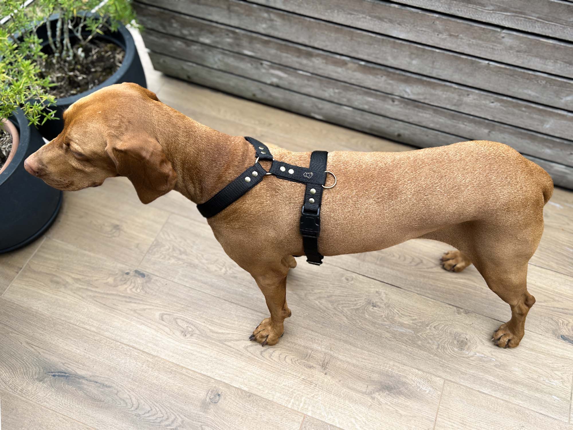 Large Dog Unicolor Harness