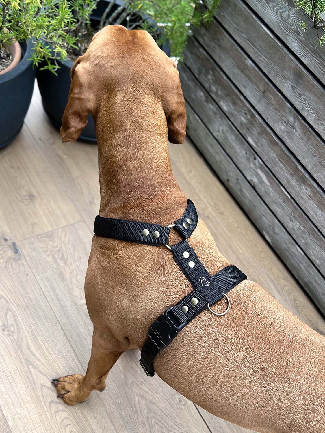 Hanka Harness Unicolor_23
