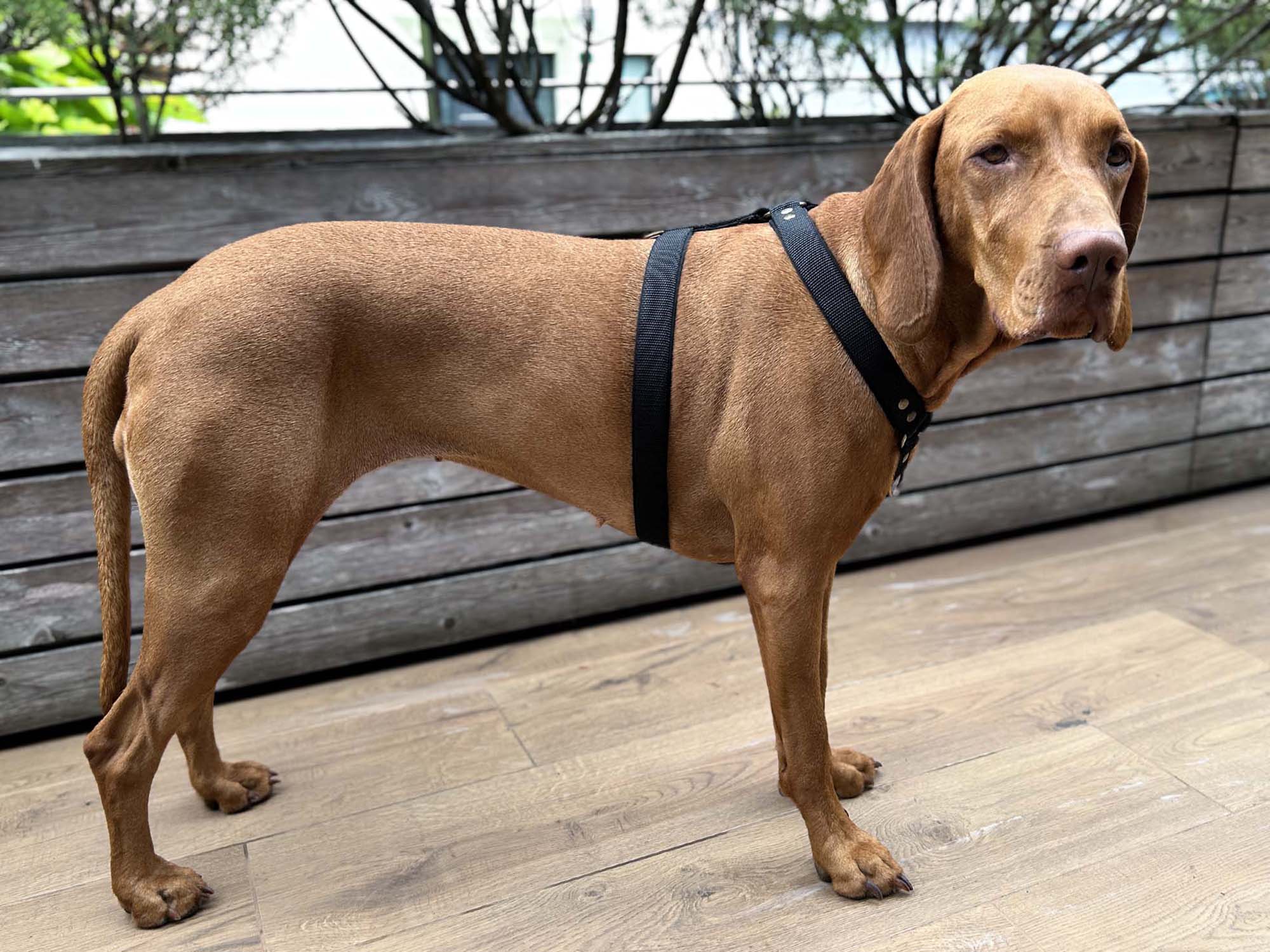 Hanka Harness Unicolor_24