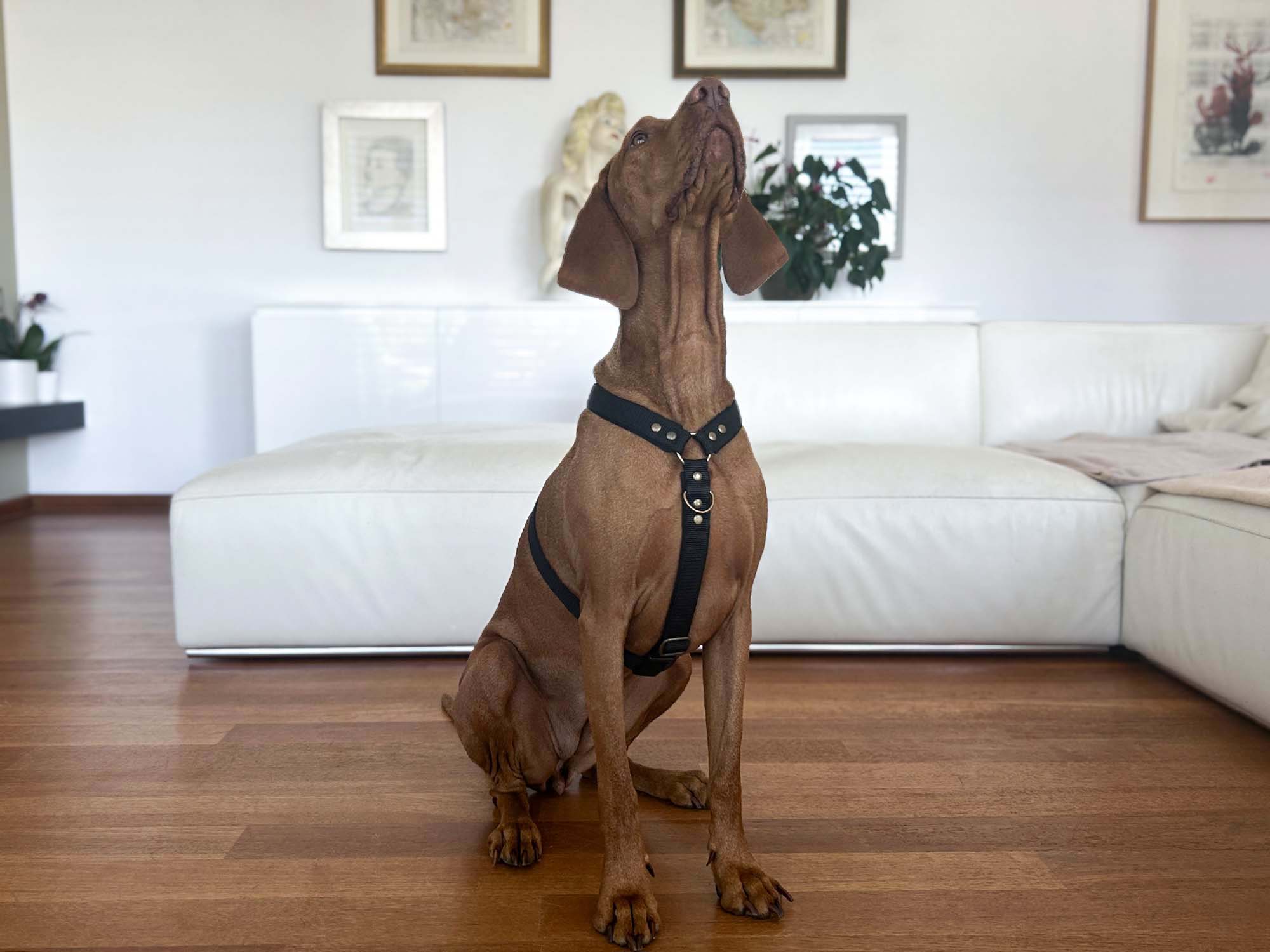 Hanka Harness Unicolor_9