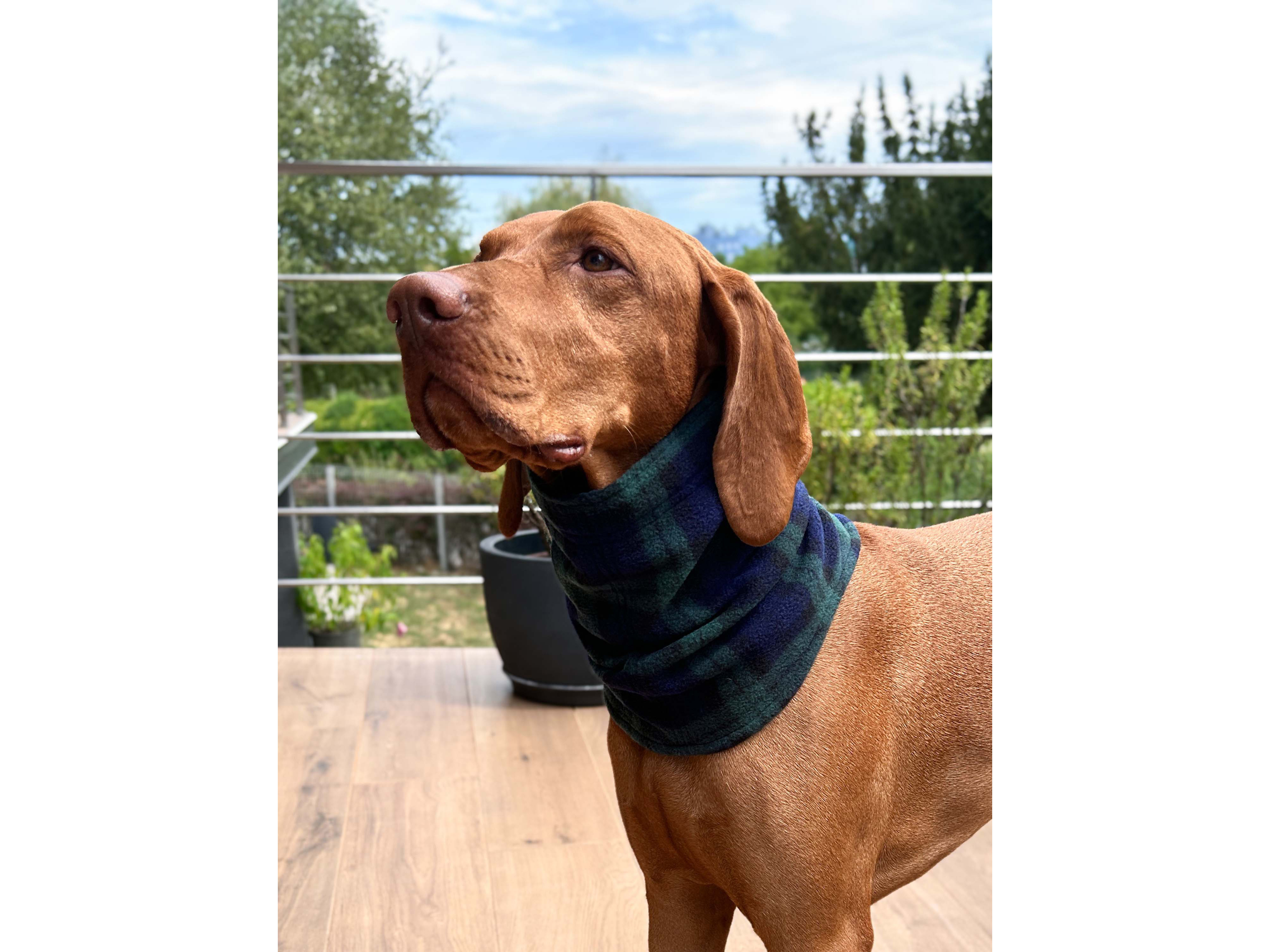 Dog Karo Neckwarmer