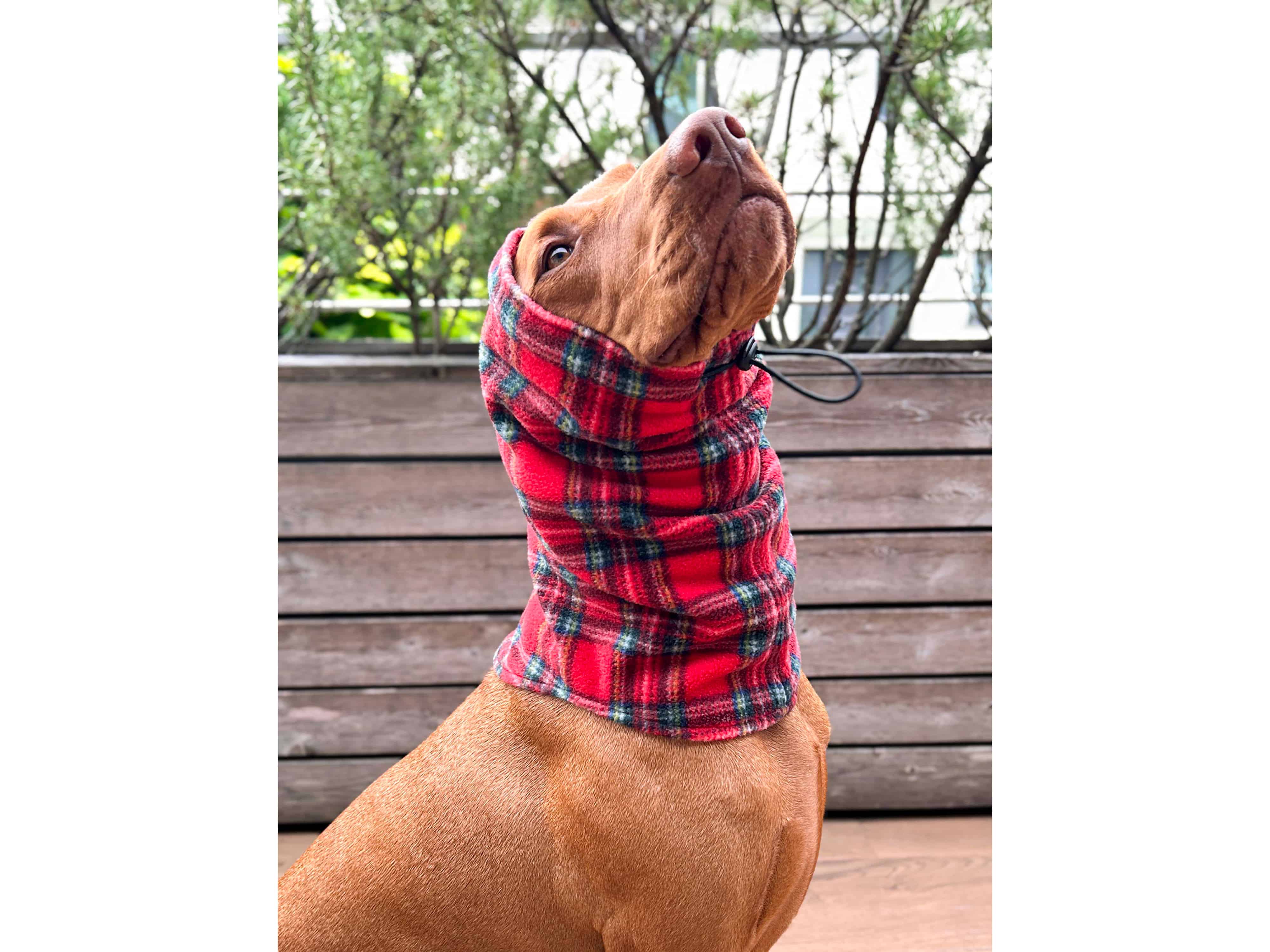 Dog Karo Snood