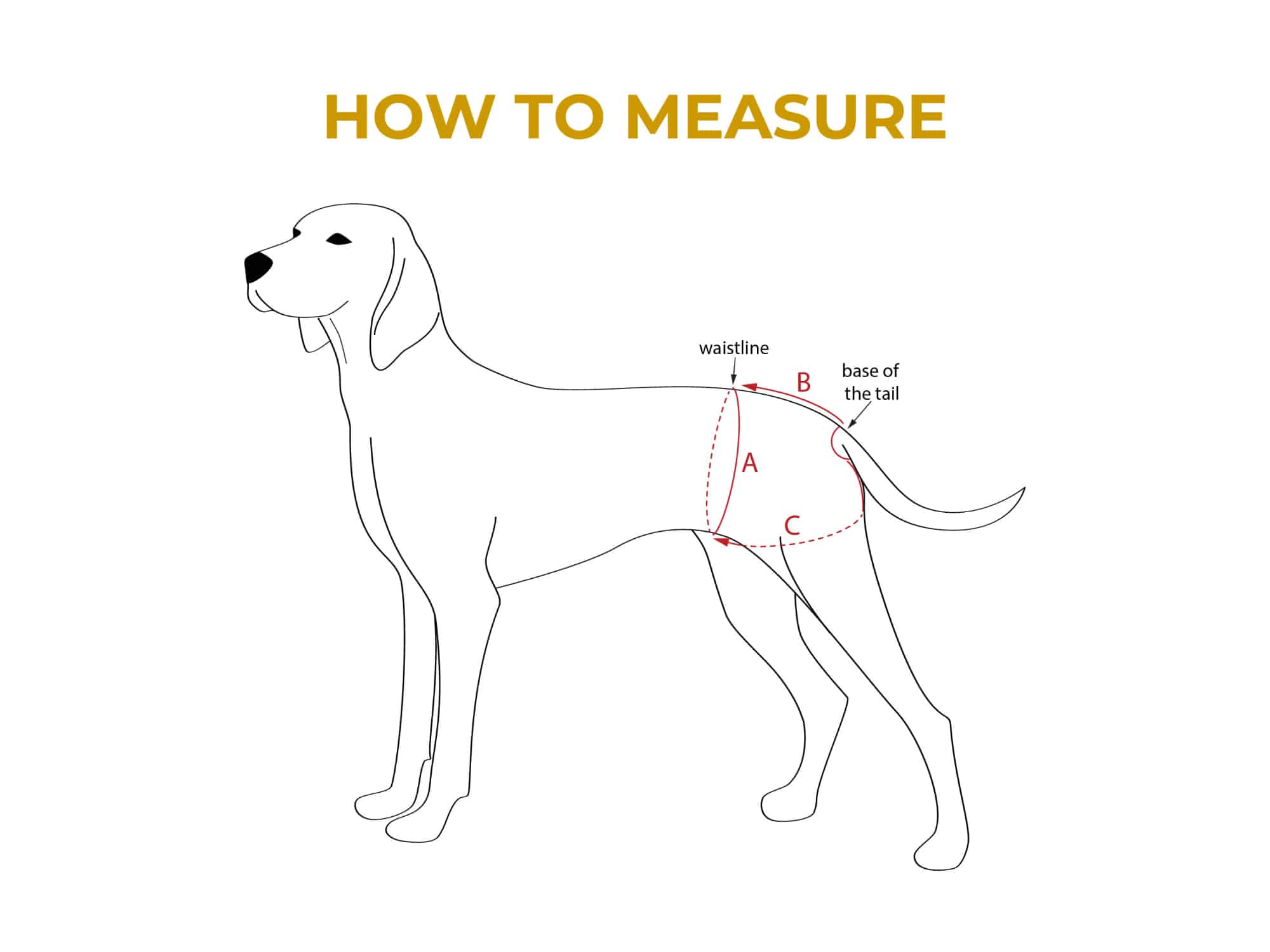 How to measure Dog Diaper 2000x1500