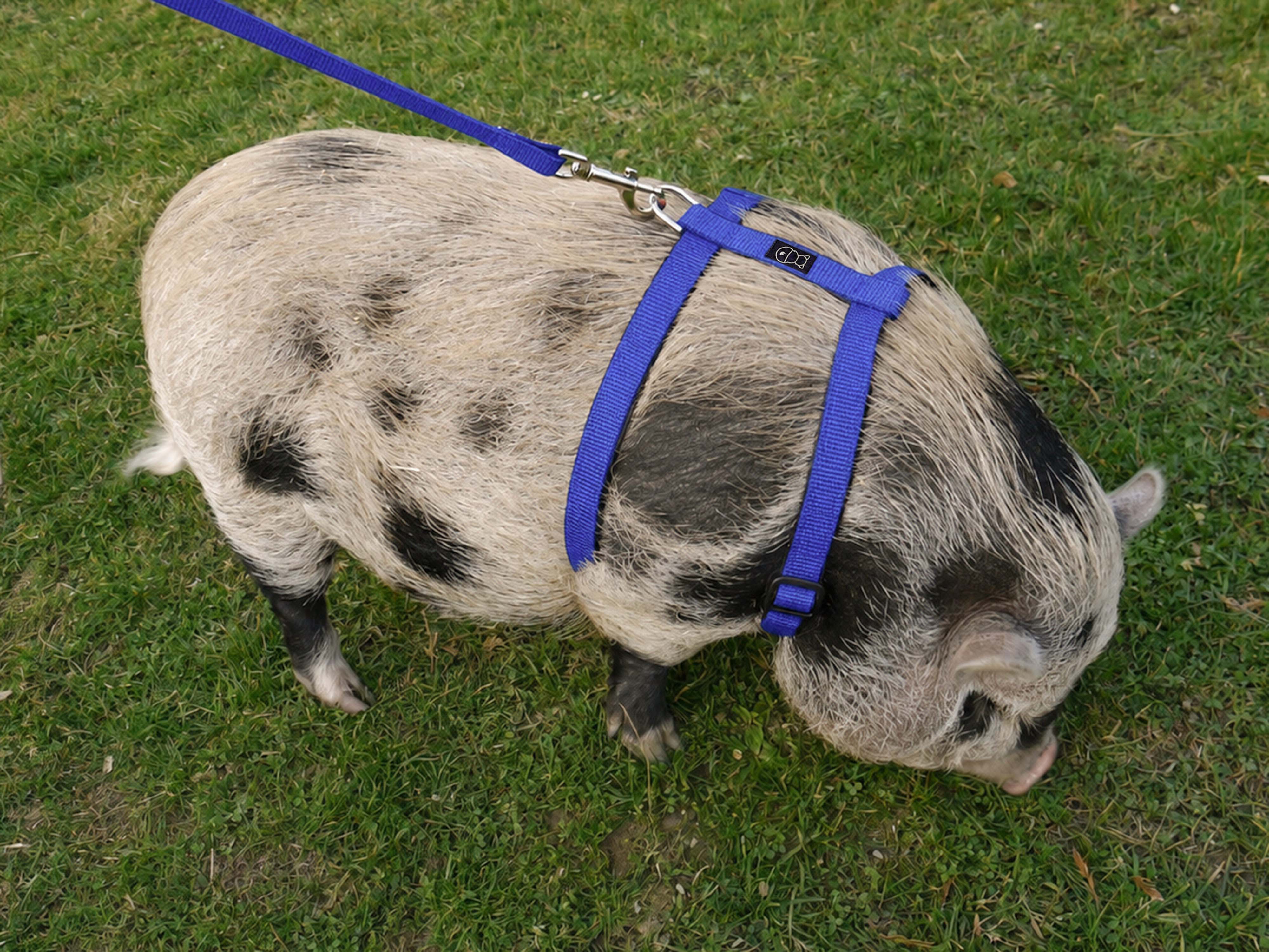 Unicolor Pig Harness with One Buckle