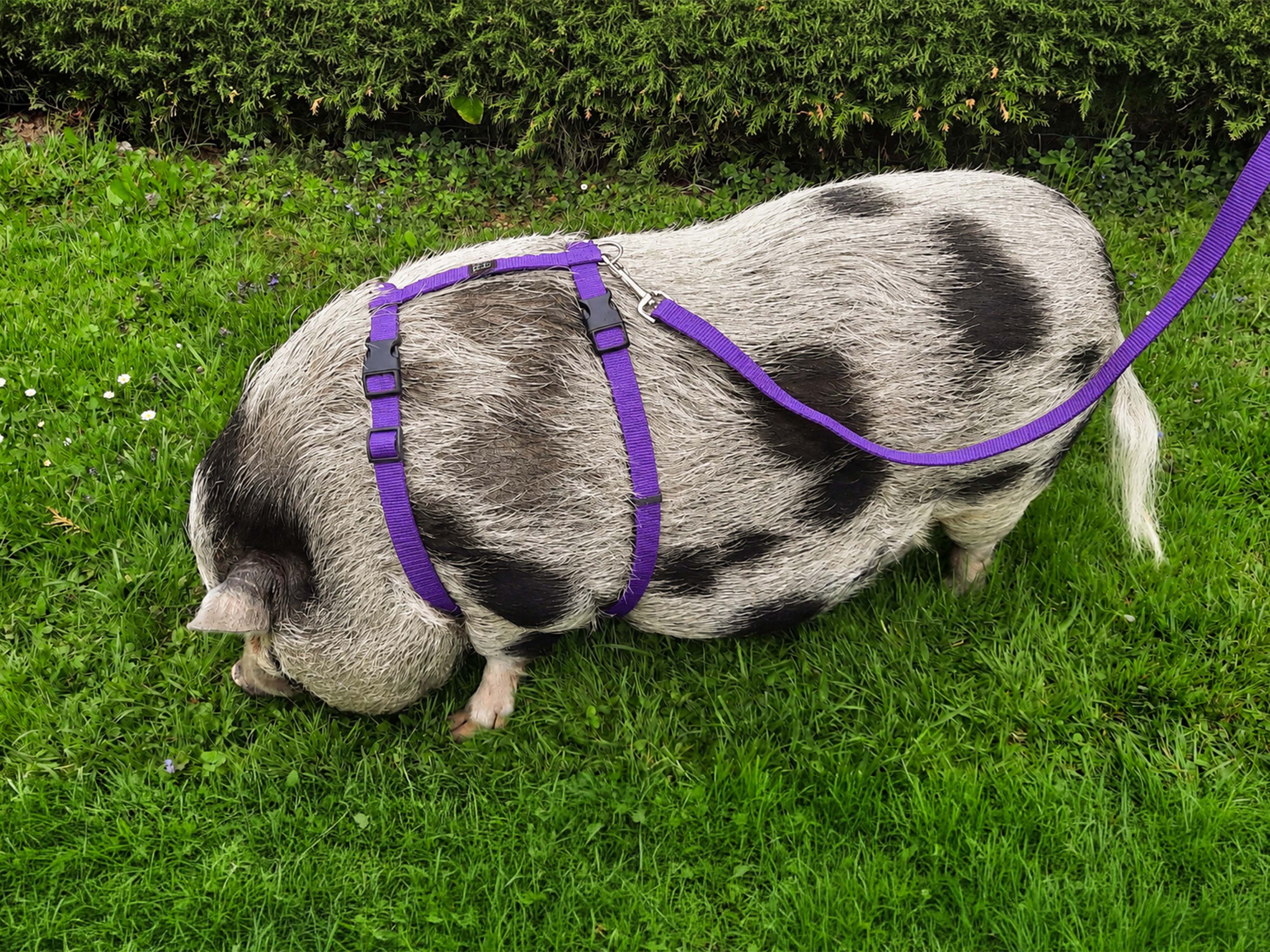 Unicolor Pig Harness with Two Buckles