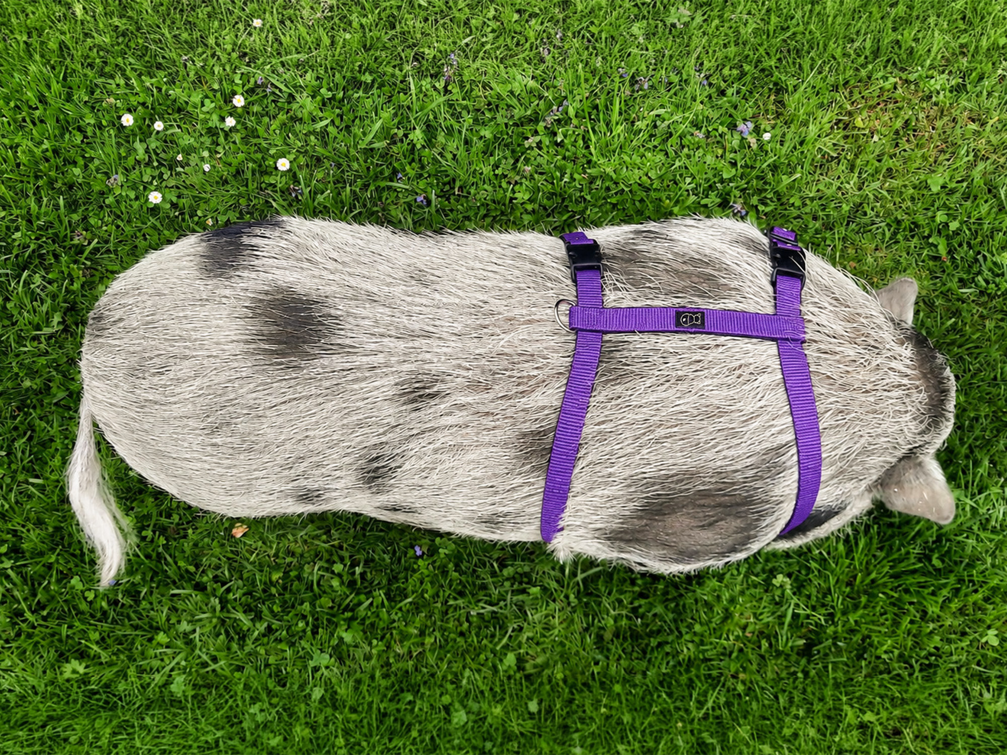 Unicolor Pig Harness with Two Buckles