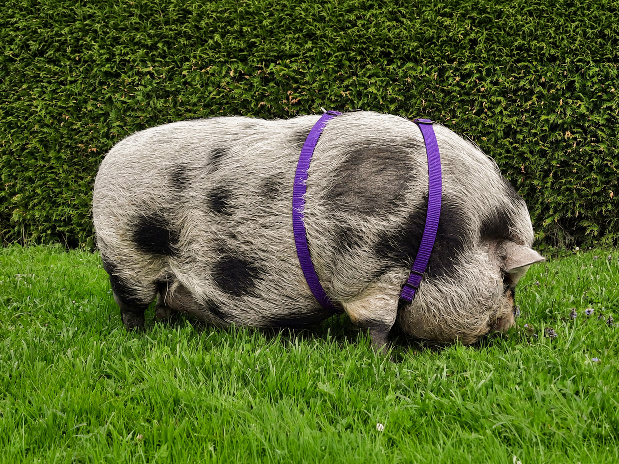 Mini Pig Unicolor harness_1B_3