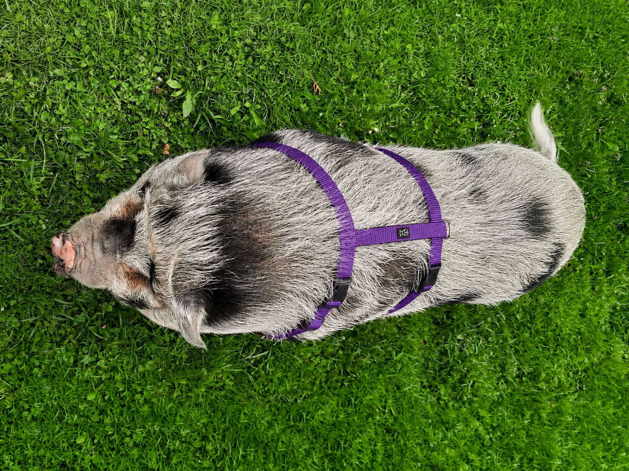 Mini Pig Unicolor harness_1B_5
