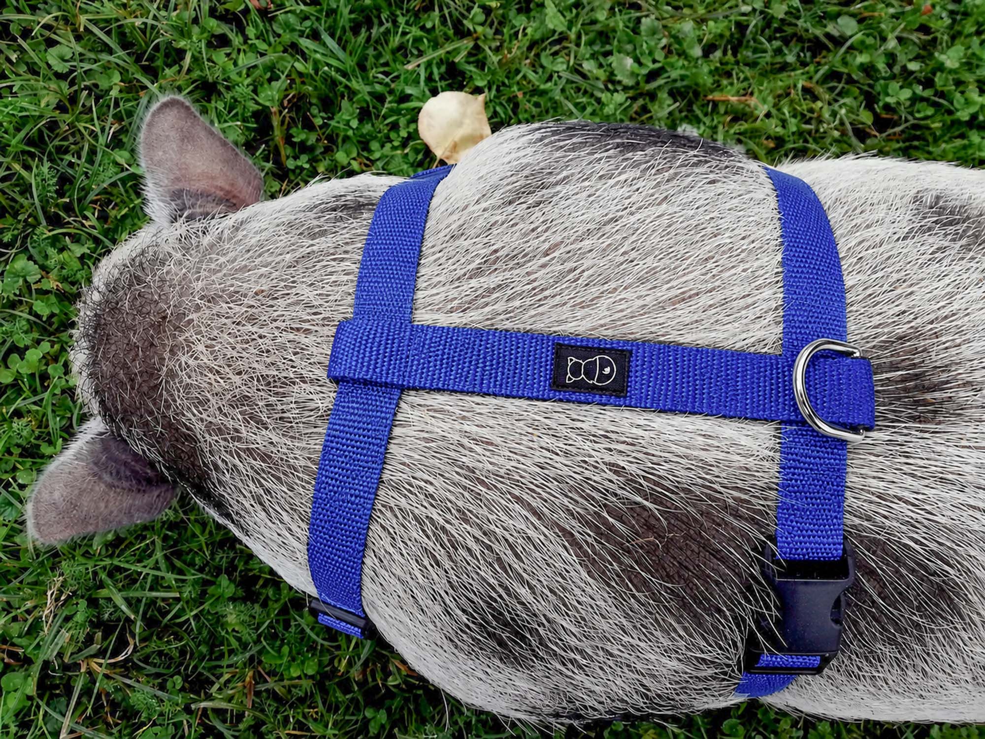 Mini pig_Unicolor_Royal Blue_1B_1