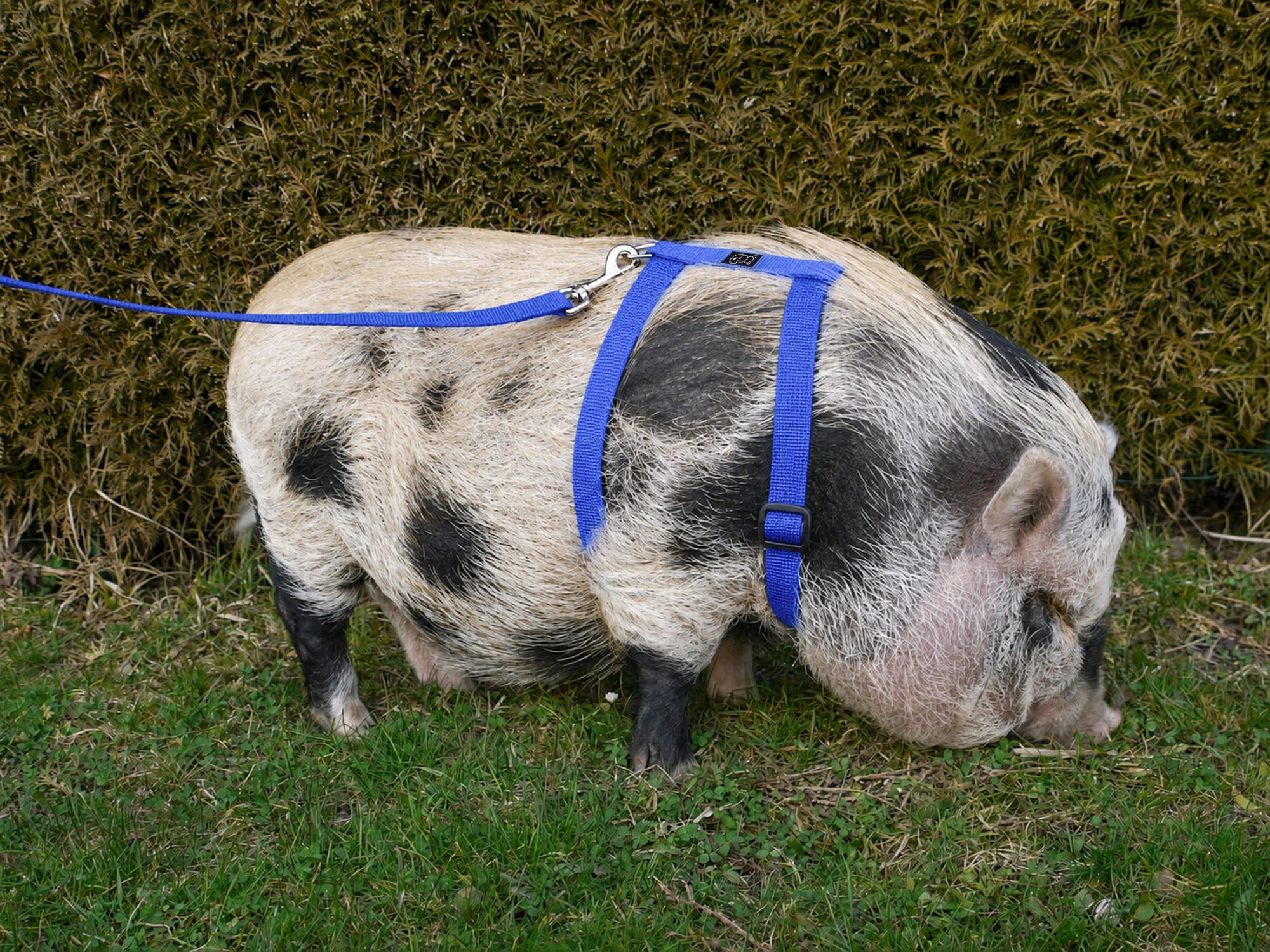 Mini pig_Unicolor_Royal Blue_1B_4_Nov logo