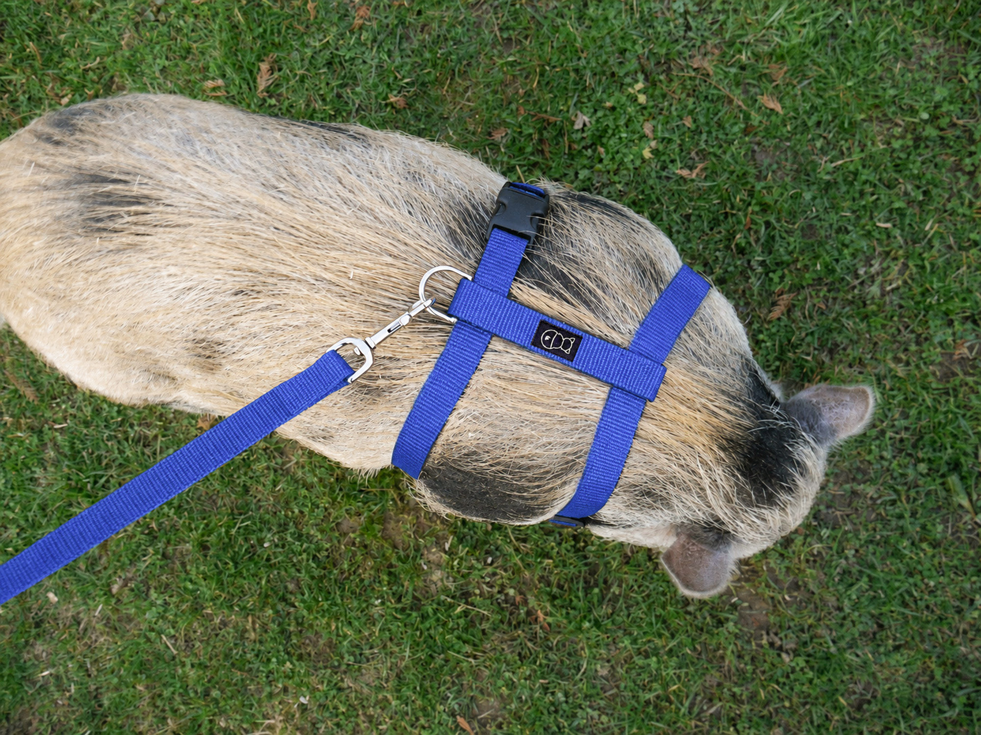 Mini pig_Unicolor_Royal Blue_1B_5