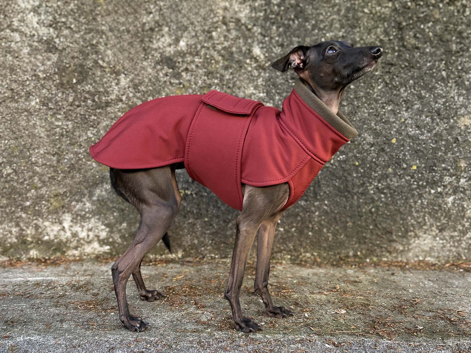 Italian Greyhound Softshell Coat