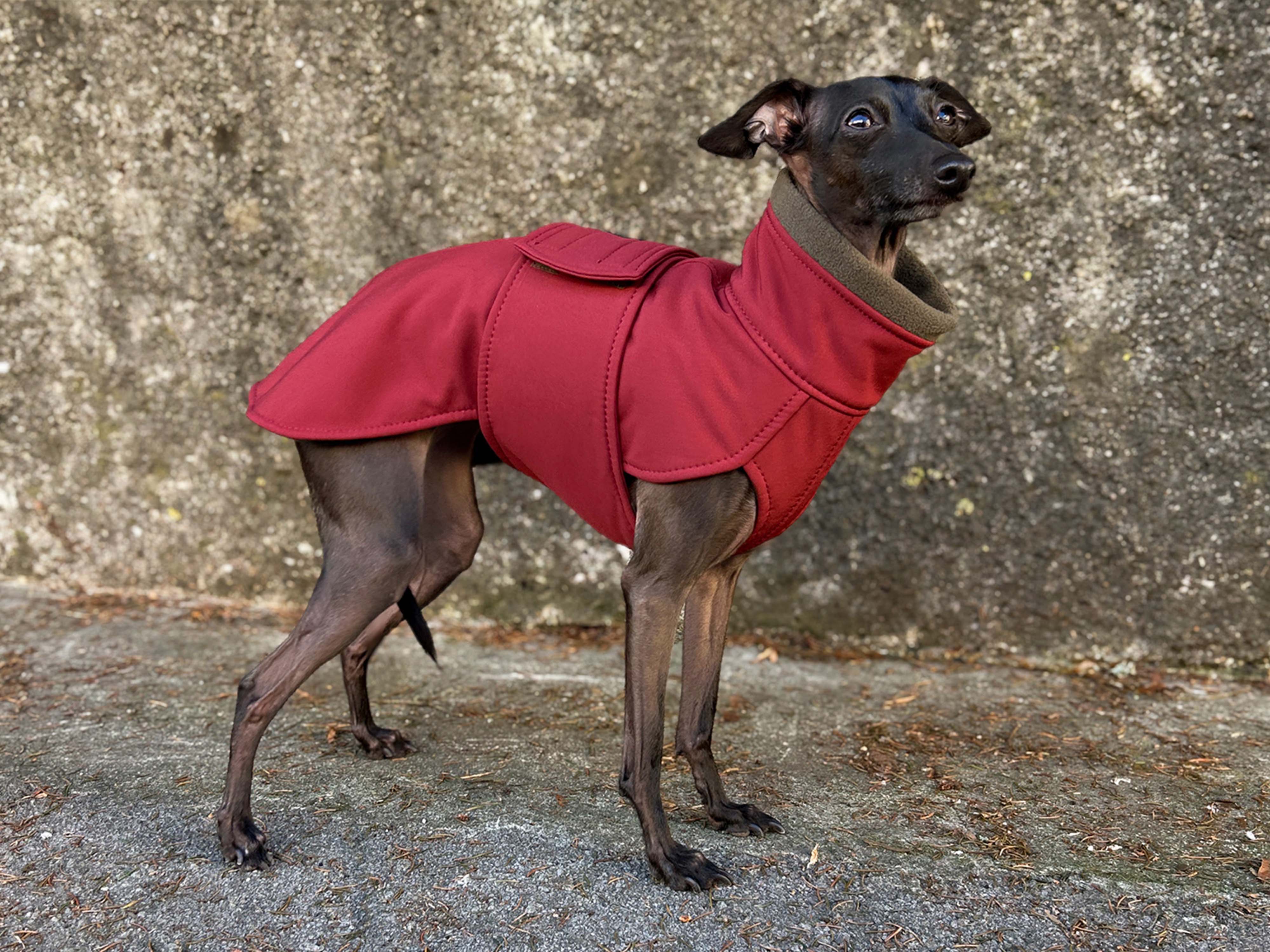 Italian Greyhound Softshell Coat